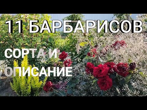 Видео: 11 БАРБАРИСОВ В МОЕМ САДУ: СОРТА, ХАРАКТЕРИСТИКИ, ФОРМИРОВКА | Барбарисы сорта и описание