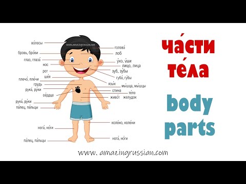 Видео: Basic Russian 4: Части тела. Body Parts. Vocabulary in Context