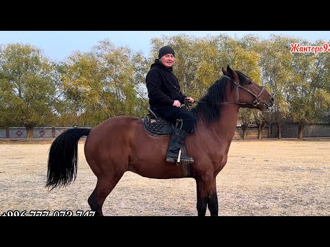 Видео: Кыргыз Ат сатылат 7 ноября 2025 г.