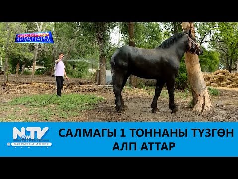 Видео: САЛМАГЫ 1 ТОННАНЫ ТҮЗГӨН АЛП АТТАР\\АЗЫРКЫНЫН АЗАМАТТАРЫ