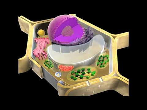 Видео: Фотосинтезге қажетті жағдайлар, 7 сынып, биология