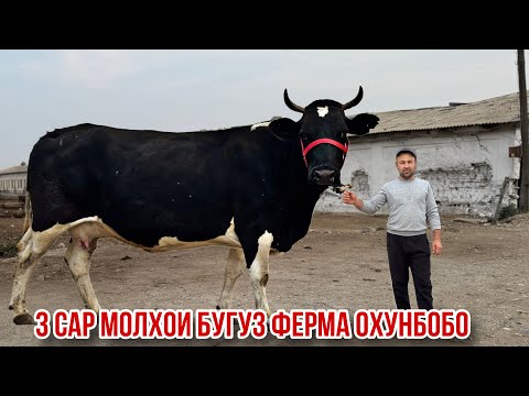 Видео: Навор аз фермаи Охунбобо 3 сар моли бугуз чорное пестрие 28 октября 2025 г.