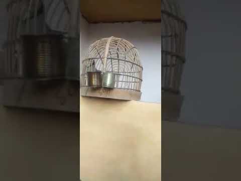 Видео: кабгхои шикори н тавилдара