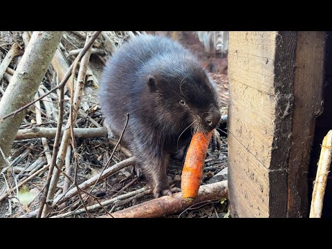 Видео: ПРИРУЧАЮ БОБРЕНКА / В ожидании хозяев мейн-куна Мурки / Минипиг под присмотром рыси ровняет траву