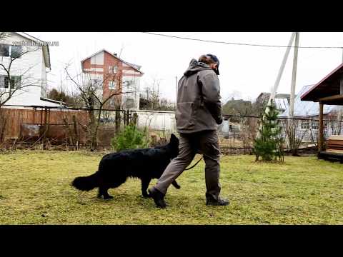 Видео: Немецкая овчарка Лада: учим не тянуть поводок