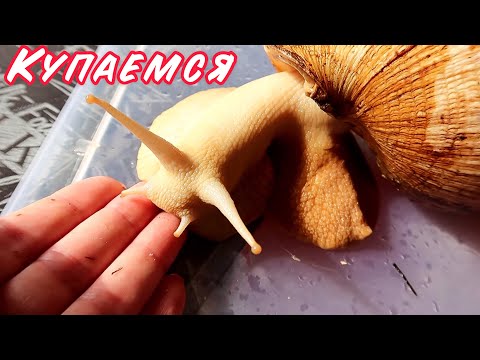 Видео: УБОРКА У УЛИТОК! НА СКОЛЬКО ХВАТИТ МХА?