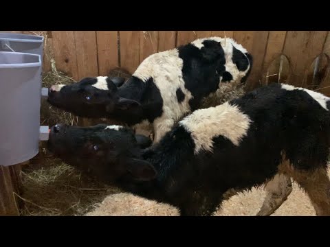 Видео: Сколько стоят телята? 😱Купила двух бычков.