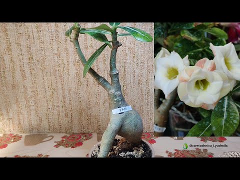 Видео: Пересадка адениумов #adenium #адениум #адениумуход #flowers
