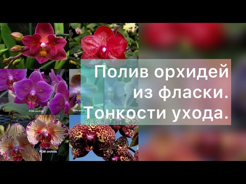 Видео: Полив орхидей из фласки. Тонкости ухода.