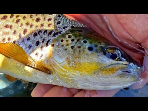 Видео: Пъстърви на р. Огоста. Euro Nymphing