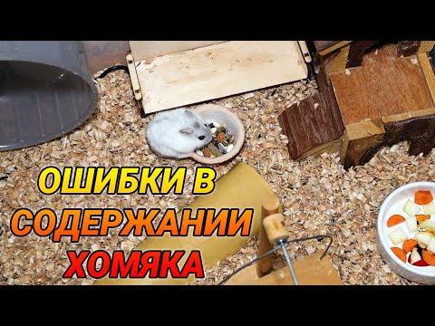 Видео: Ошибки в содержании хомяка. Сирийский и джунгарский хомяк