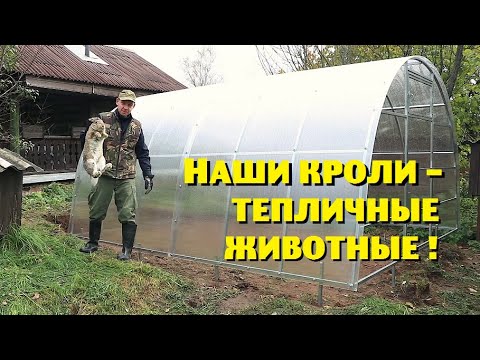 Видео: Поставили третий КРОЛИКОВОЛЬЕР из теплицы! Совсем озверели!