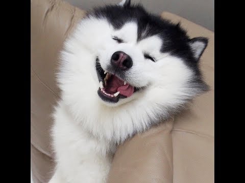 Видео: Веселые хаски: видео приколы (Часть 5)
