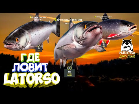 Видео: Русская рыбалка 4.🎣🦈 оз. Куори 🐬🐬🐬💦 ГДЕ ЛОВИТ LATORSO 👀