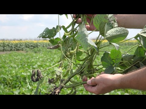 Видео: Как цветет соя? Что влияет  на процесс формирования урожая?
