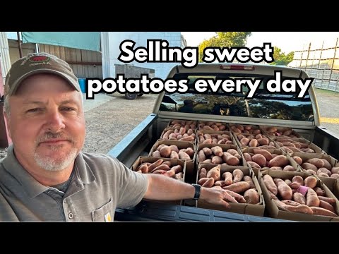 Видео: Упаковка и сортировка батата - 2025