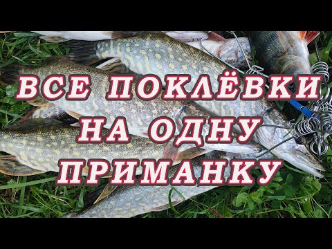 Видео: На эту приманку можно ЛОВИТЬ всегда РАЗНУЮ РЫБУ!!! И клюёт ООчень ХОРОШО!