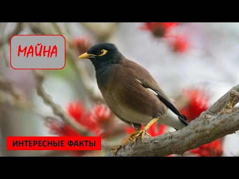 Видео: МАЙНА🐦/Птицы/Животные/Интересные факты