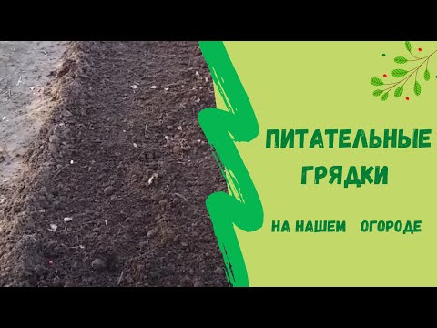 Видео: 👌Питательные грядки на нашем огороде. Затрат никаких , а польза великая