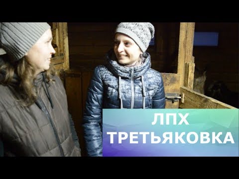 Видео: Содержание коз. ЛПХ "Третьяковка".