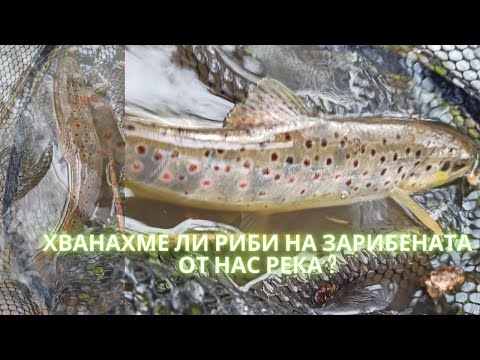 Видео: ПЪСТЪРВА на тайната река TROUT FISHING