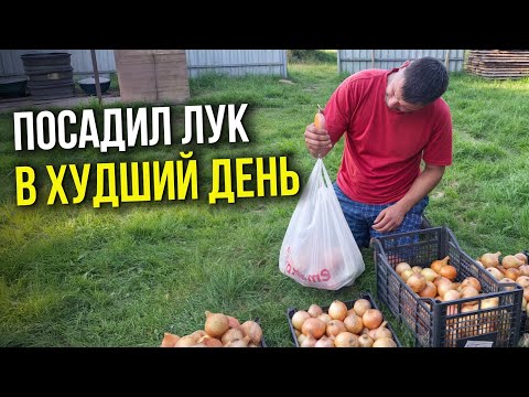 Видео: ЛУНА И УРОЖАЙ! ВЛИЯЕТ ЛИ ВЫБОР ДНЯ ПОСАДКИ НА УРОЖАЙНОСТЬ ЛУКА?