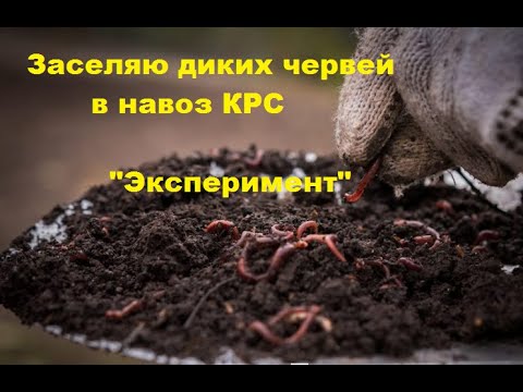 Видео: БН 13 Заселяю дикого червя в навоз КРС  Эксперимент