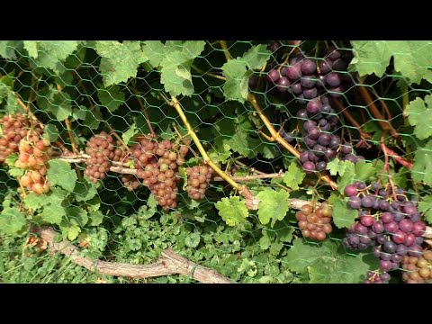 Видео: Как созревает виноград на дачном участке. Обзор на  сентября 2025