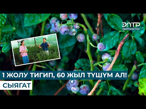 Видео: 1 ЖОЛУ ТИГИП, 60 ЖЫЛ ТҮШҮМ АЛ!  СЫЯГАТ