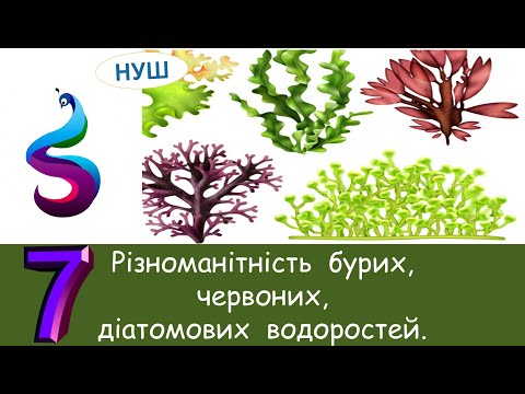 Видео: Різноманітність  бурих, червоних, діатомових  водоростей.