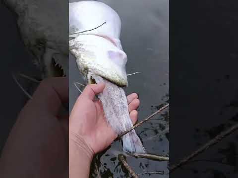 Видео: жадібність згубила #shorts