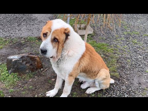 Видео: Встреча двух алабаев/Знакомства кошки со стаей собак