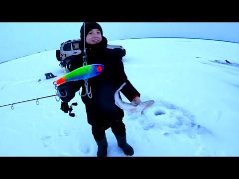 Видео: СУДАКА НАШЛИ мы ВЕЧЕРОМ. ПЕРВЫЕ РОМКИНЫ СУДАКИ! ЭТИ ВИБЫ сделали нашу ВЕЧЕРКУ! В нашем полку ПРИБЫЛО