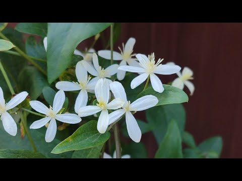 Видео: Обзорная прогулка по участку. 🌹 7 октября 2024 год. Что сделали в этом году.