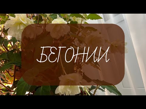 Видео: Обзор! Клубневые бегонии!