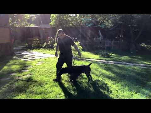 Видео: Команда Стой!