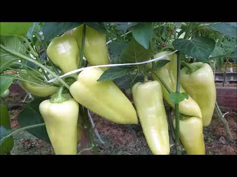 Видео: Как формировать перец / Что удаляю обязательно, а что не спешу