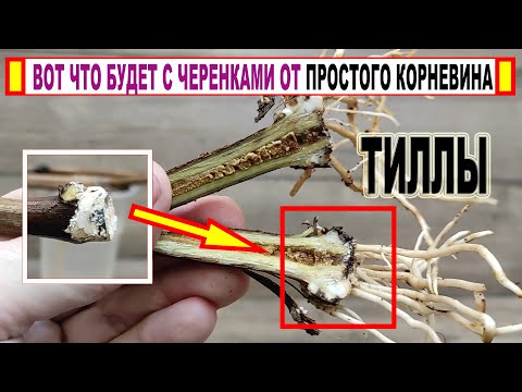 Видео: 🍇 Даже не ДУМАЙ ТАК ПРИМЕНЯТЬ КОРНЕВИН при укоренении черенков винограда. Не ОШИБИСЬ с дозировкой!