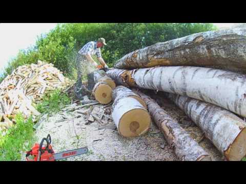Видео: Пилим толстую берёзу. Stihl MS 260 и ECHO CS - 510