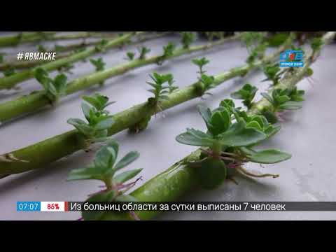 Видео: Руки садовода – размножение очитка