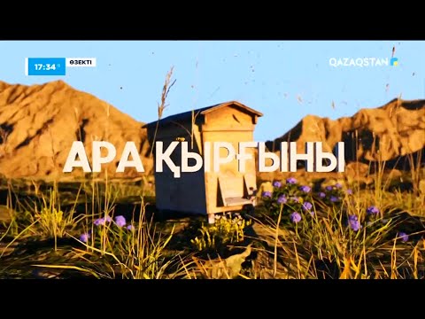 Видео: Өзекті. Ара қырғыны