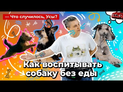 Видео: Как воспитывать собаку без еды
