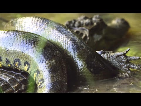 Видео: Гигантская анаконда: мастер маскировки, огромный и невероятно сильный охотник! Самая тяжелая змея!