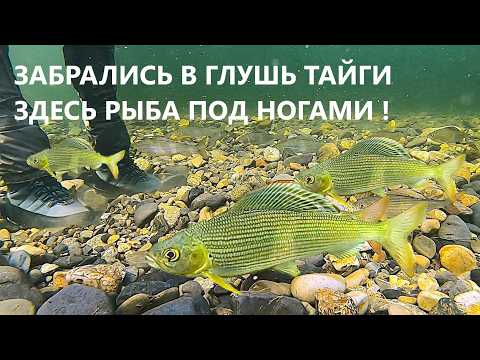 Видео: ЗАБРАЛИСЬ В ТАЙГУ. ЖИВЁМ В ПАЛАТКЕ. ПЕРВЫЙ ЛЁД. Рыбалка. Столько рыбы я ещё не видел !