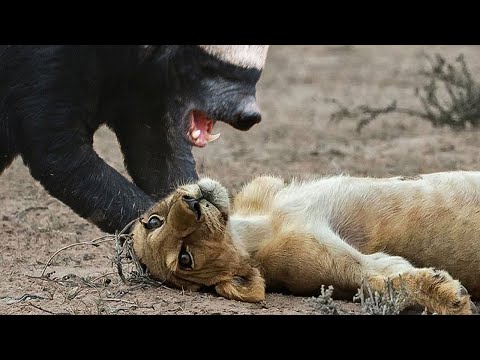 Видео: Сумасшедшие животные которых не должно существовать