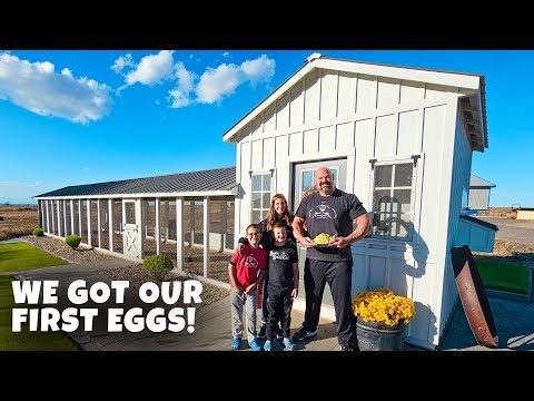 Видео: СКОЛЬКО ЯИЦ ПРОИЗВЕЛ КРУПНЕЙШИЙ В МИРЕ КУРИНЫЙ КУРИЦЕР? | CAROLINA COOPS