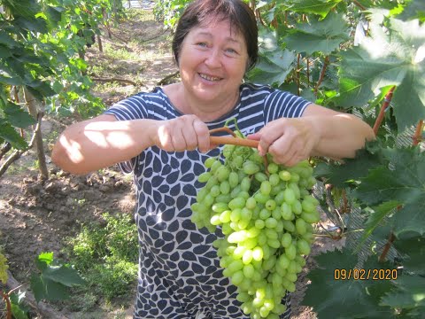 Видео: СЕКРЕТЫ БОЛЬШИХ УРОЖАЕВ И КРАСИВЫХ ГРОЗДЕЙ ВИНОГРАДА.кишмиш СТОЛЕТИЕ