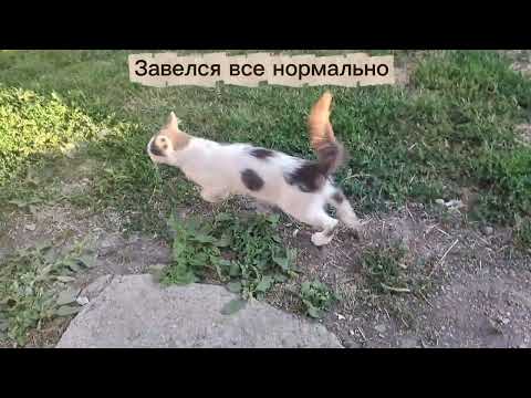 Видео: Загорелся карбюратор мопеда 