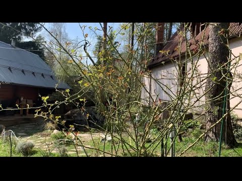 Видео: Открыла Розы, Гортензии, обзор на 21.04.25