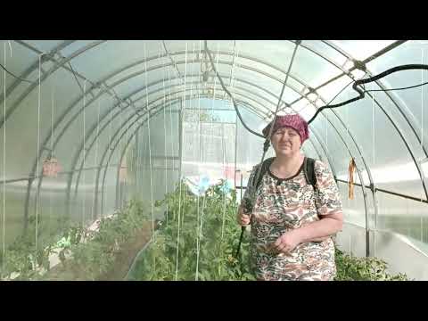 Видео: Спасаем помидоры от жары